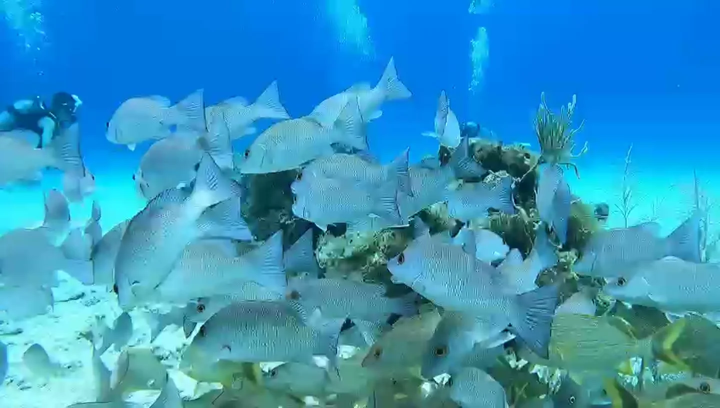 Chankanaab underwater
